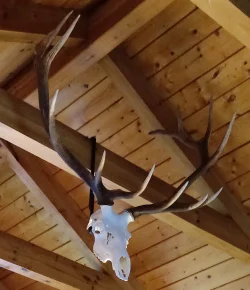 Elk 1 done copy.webp